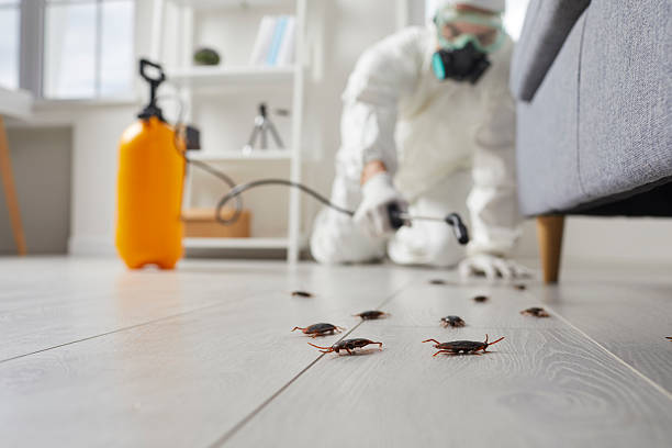Post-Treatment Bed Bug Interceptor Monitoring in Martinsburg